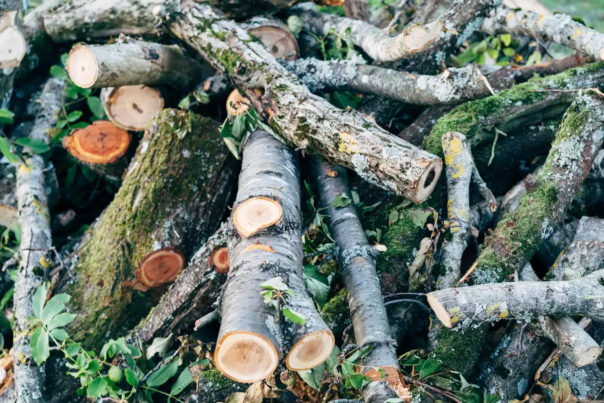 A pile of cut branches and logs